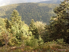 Vue en plongé sur le Hieucon, au-dessus de la vallée de Presles, au milieu d'une végétation diverse